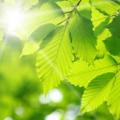 Global Real Estate Sustainable Benchmark